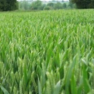 Biofuel project approved in EU