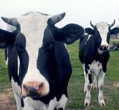 Studying cows could help reduce emissions